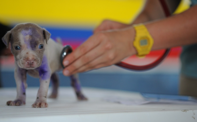Helpful Marketing Strategies for Veterinarians