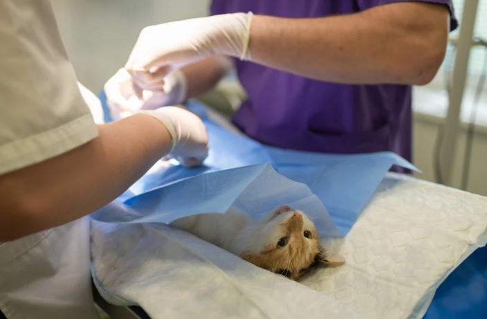 Helpful Marketing Strategies for Veterinarians
