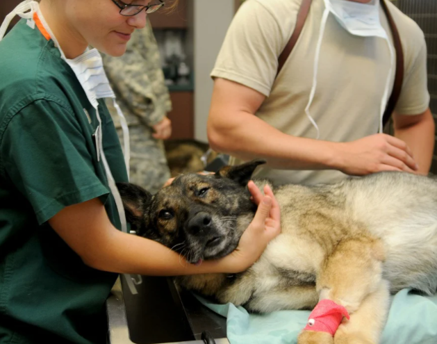 Benefits of Having Quality Web Design for Veterinarian